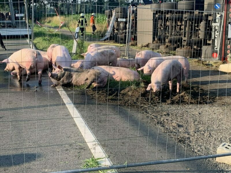 Rotenburg (Wümme): Schweinetransporter verunglückt auf Kreisstraße 139 - Feuerwehr rettet Großteil der Schweine