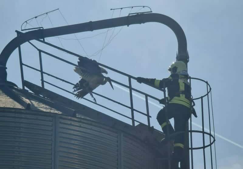 Lügde: Feuerwehr befreit Storch aus Notlage