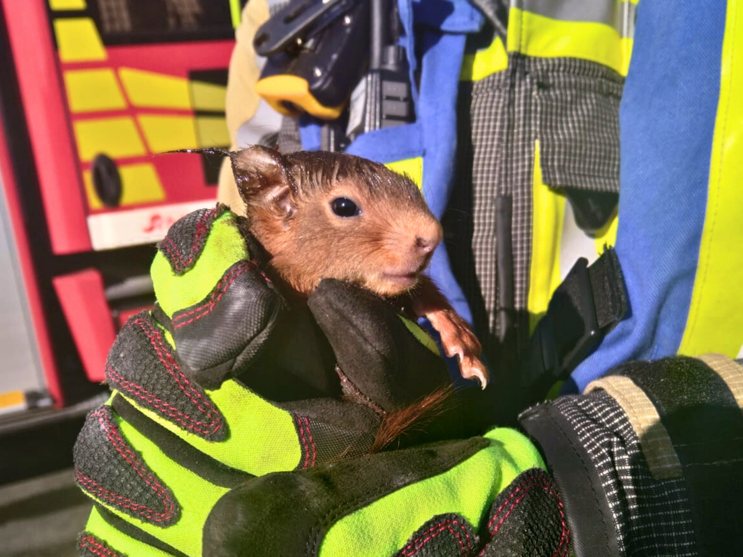 Hünxe: Unbekannte Geräusche - Feuerwehr rettet zwei Eichhörnchen