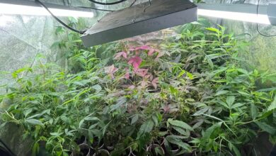 Aachen: Cannabisplantage gefunden