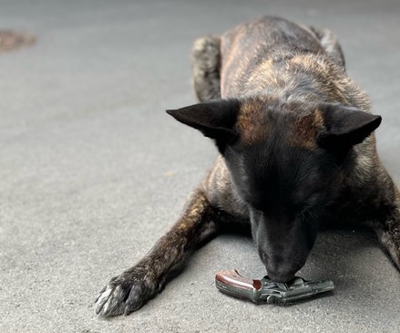Baesweiler: Spürhund erschnüffelt Tatwaffe nach Bedrohung