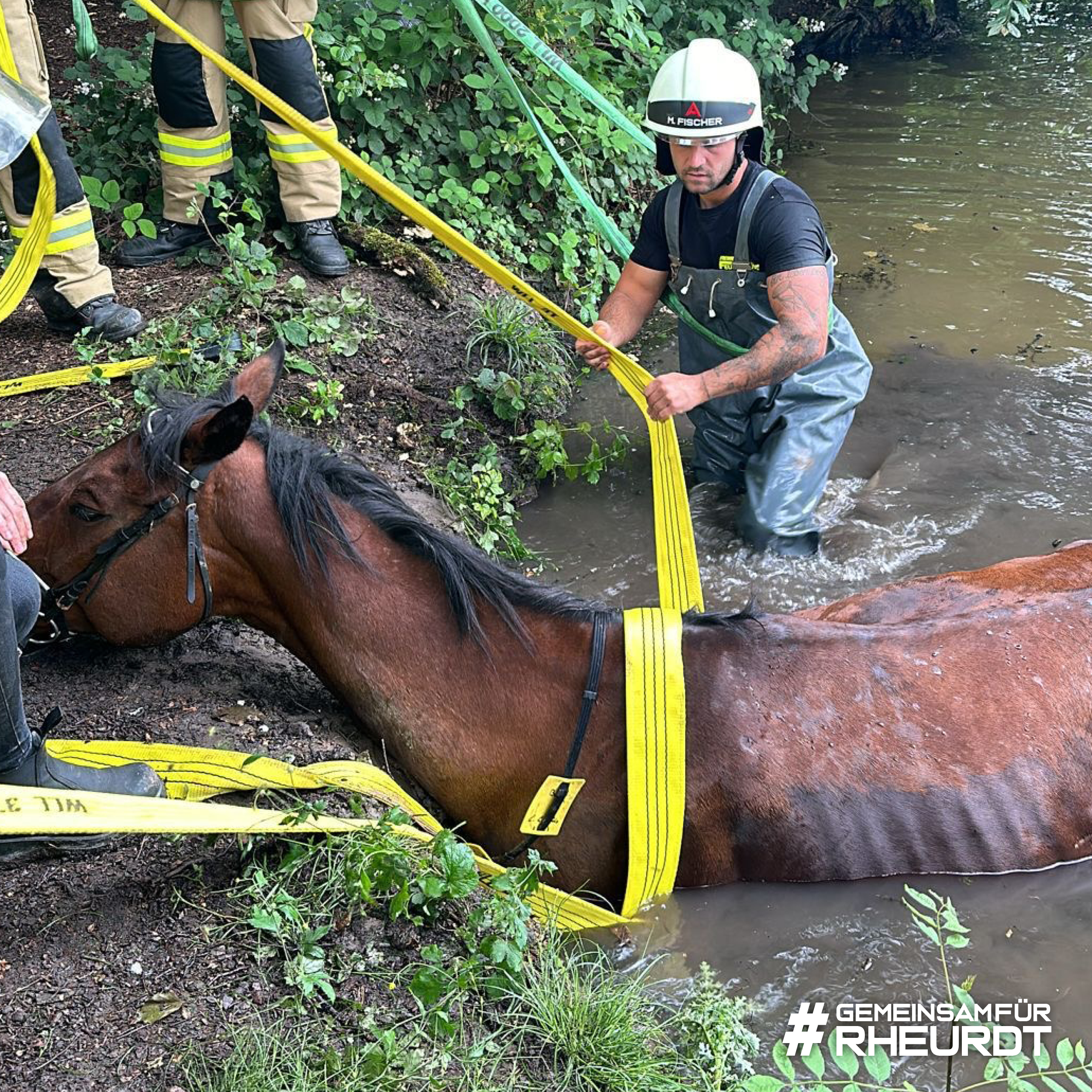 Rheurdt: Pferderettung mit Happy End: Feuerwehr befreit "Showtime" aus Wasser